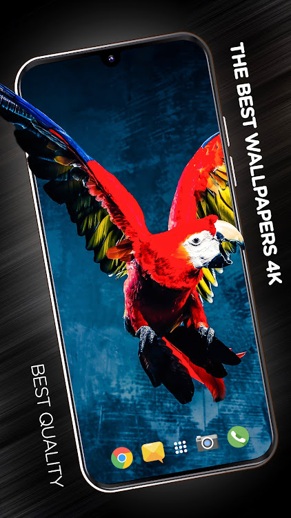 Birds Wallpapers in 4K - 3.2.0 - (Android)