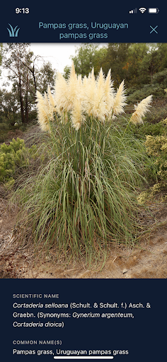 California Grasses Screen 2