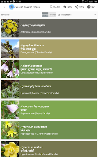 Screenshot of Wildflowers of Mount Everest