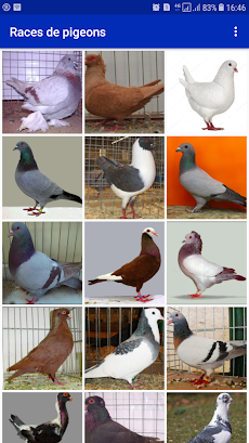 Races de pigeonのおすすめ画像1