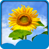 Sunflowers Live Wallpapers icon