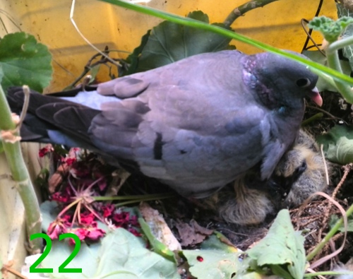 Download Bebes Pigeons Free For Android Bebes Pigeons Apk Download Steprimo Com