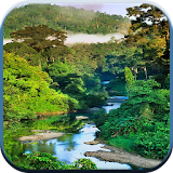 Rainforest Wallpapers icon