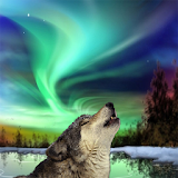 Northern Lights Wolf icon