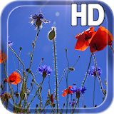 Poppies flowers LWP icon