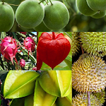 Cover Image of Baixar Fruit  APK