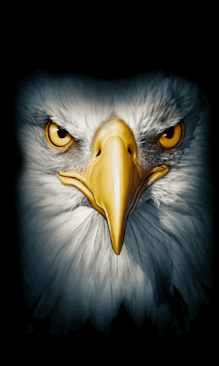 Wallpaper Eagle Flying HD