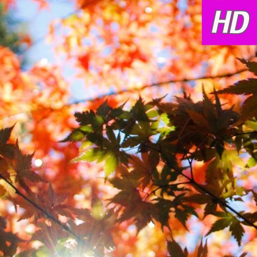 Autumn Wallpapers Free HD