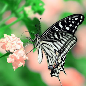 Butterflies Jigsaw Puzzles poster 5