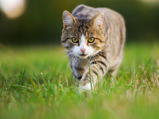 Android application Cat animal info screenshort