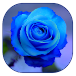 Cover Image of ดาวน์โหลด Blue Rose Live Wallpaper 1.3 APK