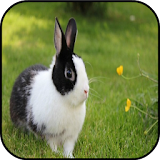 Free Rabbit Images icon