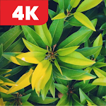Cover Image of Baixar Leaf Wallpaper HD 4K 1.0.0 APK