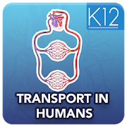 Transport in Humans Biology