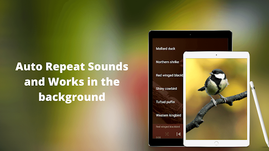 BirdSound - Richiamo uccelli - App su Google Play