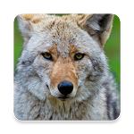 Cover Image of 下载 Coywolf Sound Collections ~ Sc  APK
