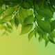 Magic Leaf Live Wallpaper Download on Windows