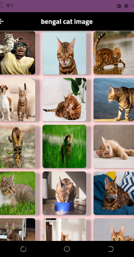 bengal cat  wallpaper