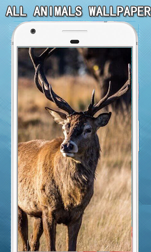Android application All Animals Wallpapers Hd screenshort