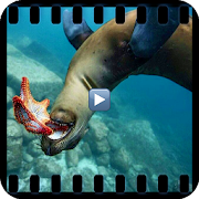 Documentary species marine world