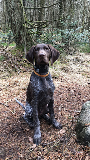 German Shorthaired Pointer