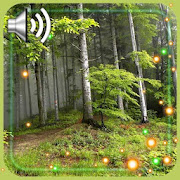 Top 40 Personalization Apps Like Forest Songs Live Wallpaper - Best Alternatives