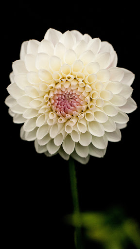 Android application dahlia flower wallpaper screenshort