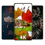 Cover Image of 下载 Rain Wallpapers  APK