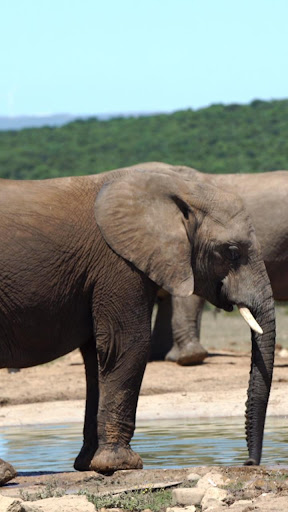Android application elephant video wallpaper screenshort