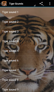 Tiger Sounds 1