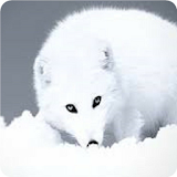 Arctic Fox Keyboard icon