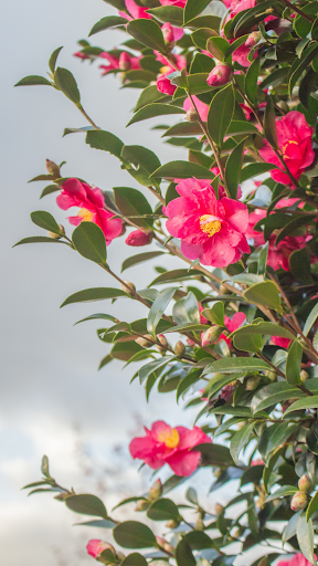 Camellia Wallpaper Screen 3