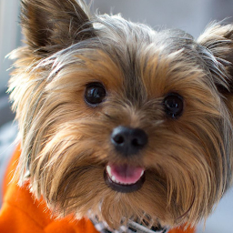 Yorkshire terrier Wallpapers: Download & Review