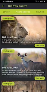 Did you know: African Wildlife
