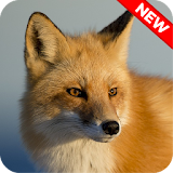 Fox Wallpapers Free icon