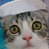 ネコ看護師の点滴計算機スコティッシュ icon