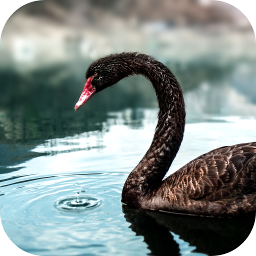 Black Swan Video Wallpaper logo