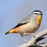 Australian Birds Sounds Free icon