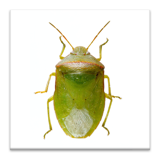 SE Agricultural Stink Bug ID  Icon