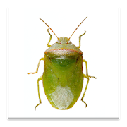 Top 41 Tools Apps Like SE Agricultural Stink Bug ID - Best Alternatives