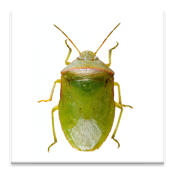Icon image SE Agricultural Stink Bug ID