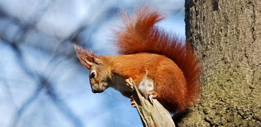 EcoGuide: Russian Wild Mammals