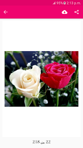 صور وخلفيات ورد رائعة بدون نت Screen 2