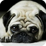 Pug Dog HD Live Wallpaper icon