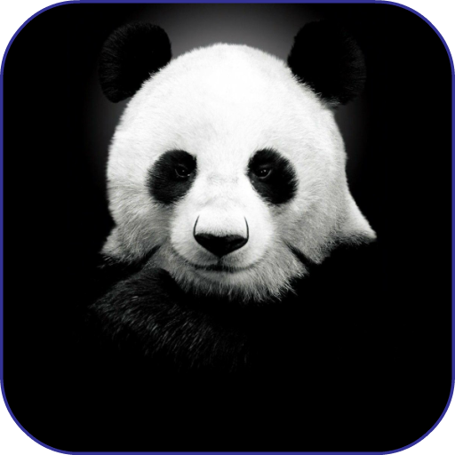 Panda Wallpapers