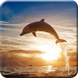 Dolphin Live Wallpaper PRO HD icon