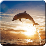 Dolphin Live Wallpaper PRO HD  Icon