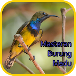 Cover Image of Download Masteran Burung Madu Gacor - Offline 1.0.0 APK