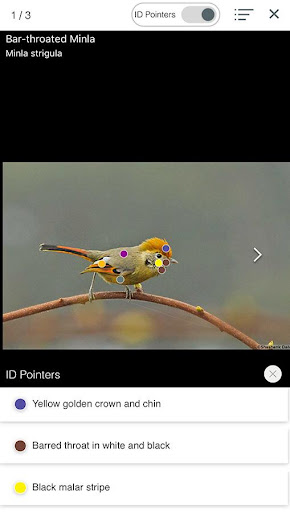 Vannya-Your Digital Bird Guide Screen 3