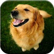 Top 38 Personalization Apps Like Golden Retriever Photos Collection - Best Alternatives